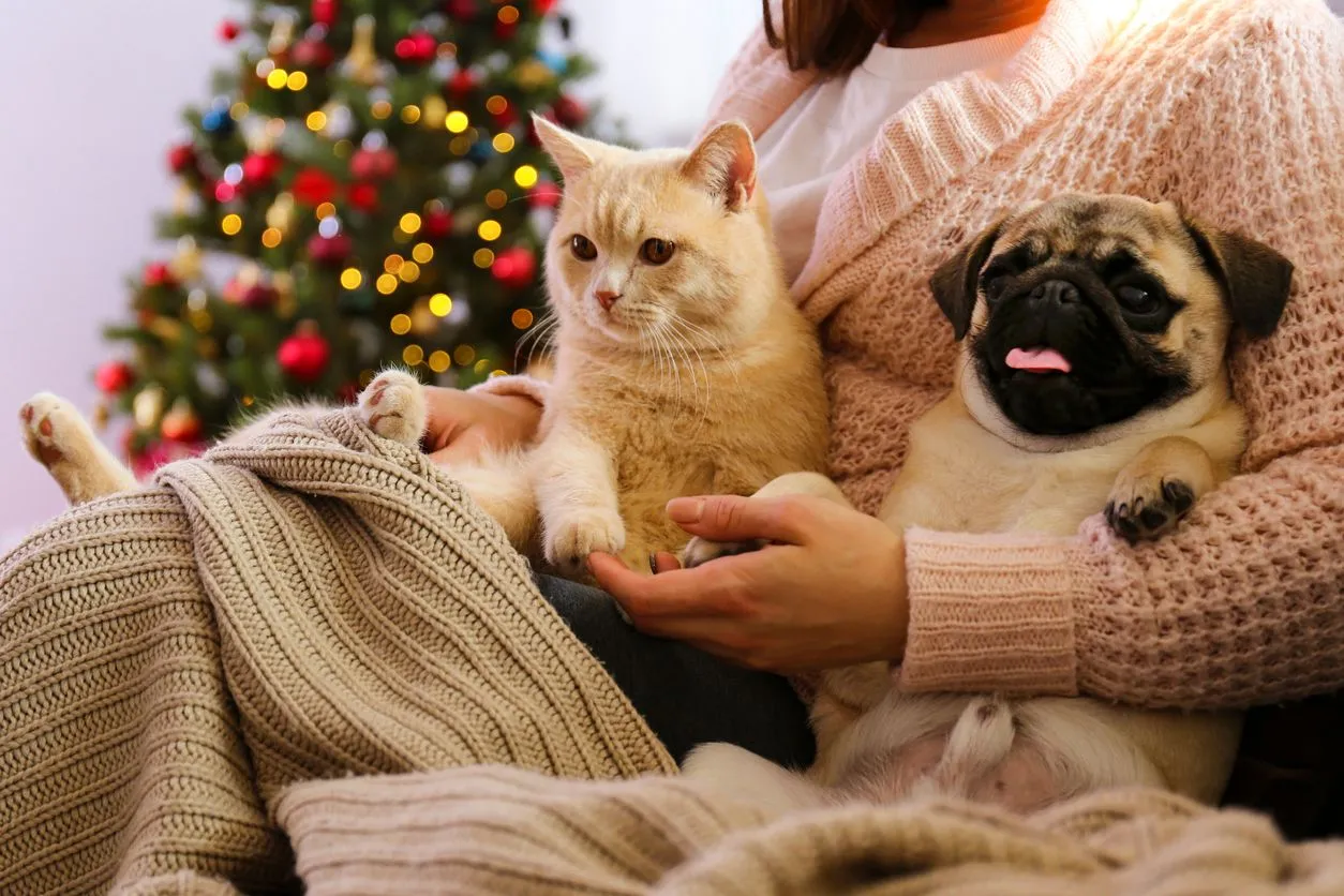 Understanding Cat Body Language